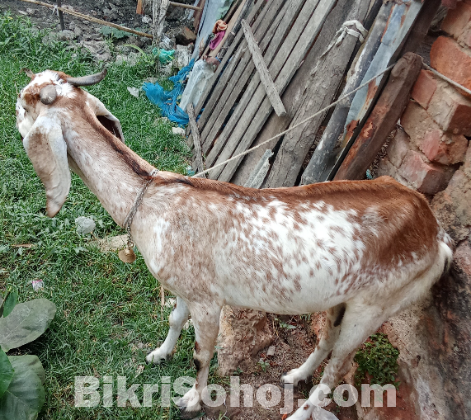 রামছাগল